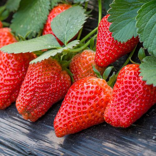 草莓新鲜现摘凉山露天牛奶应季水果红颜商用烘焙跨境电商亚马逊厂